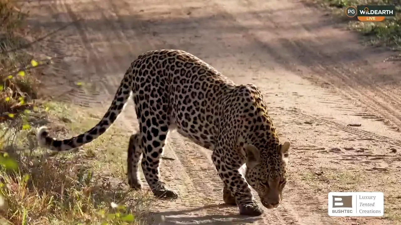 WildEarth ao vivo
