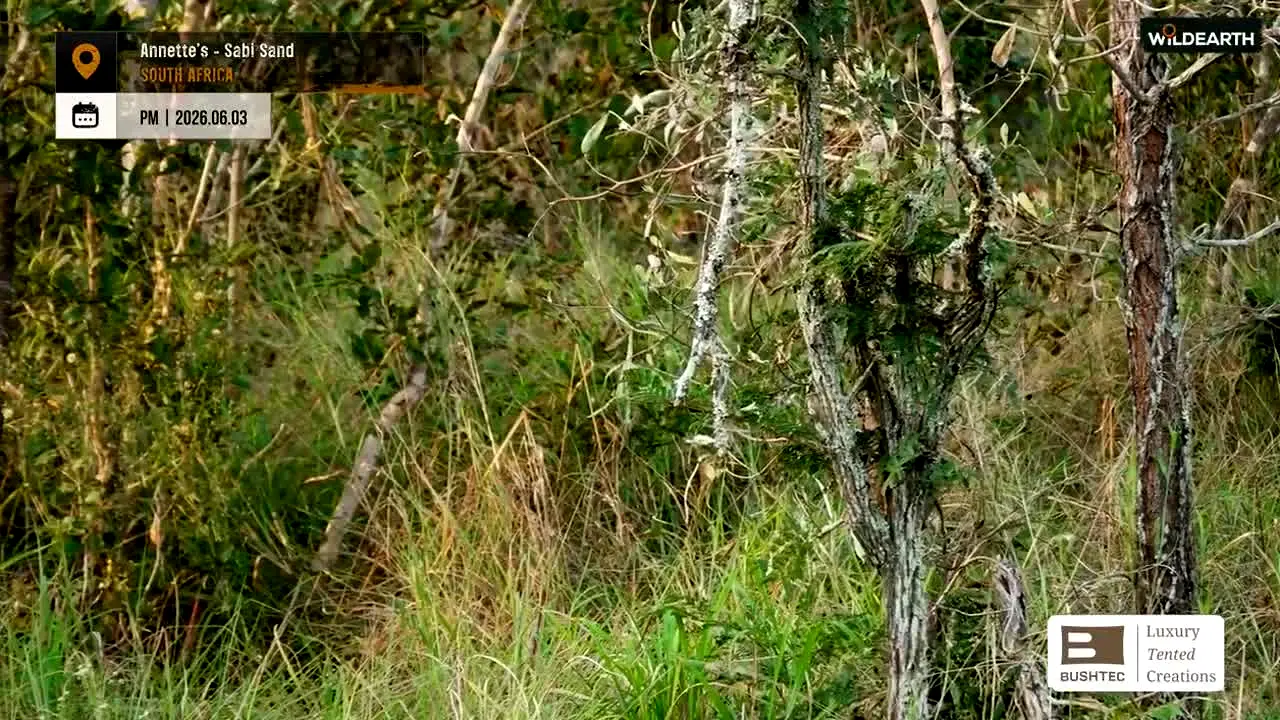 WildEarth live