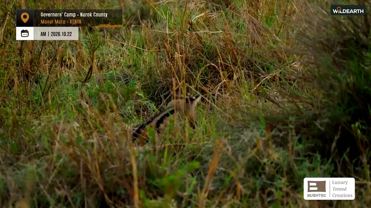 WildEarth en direct