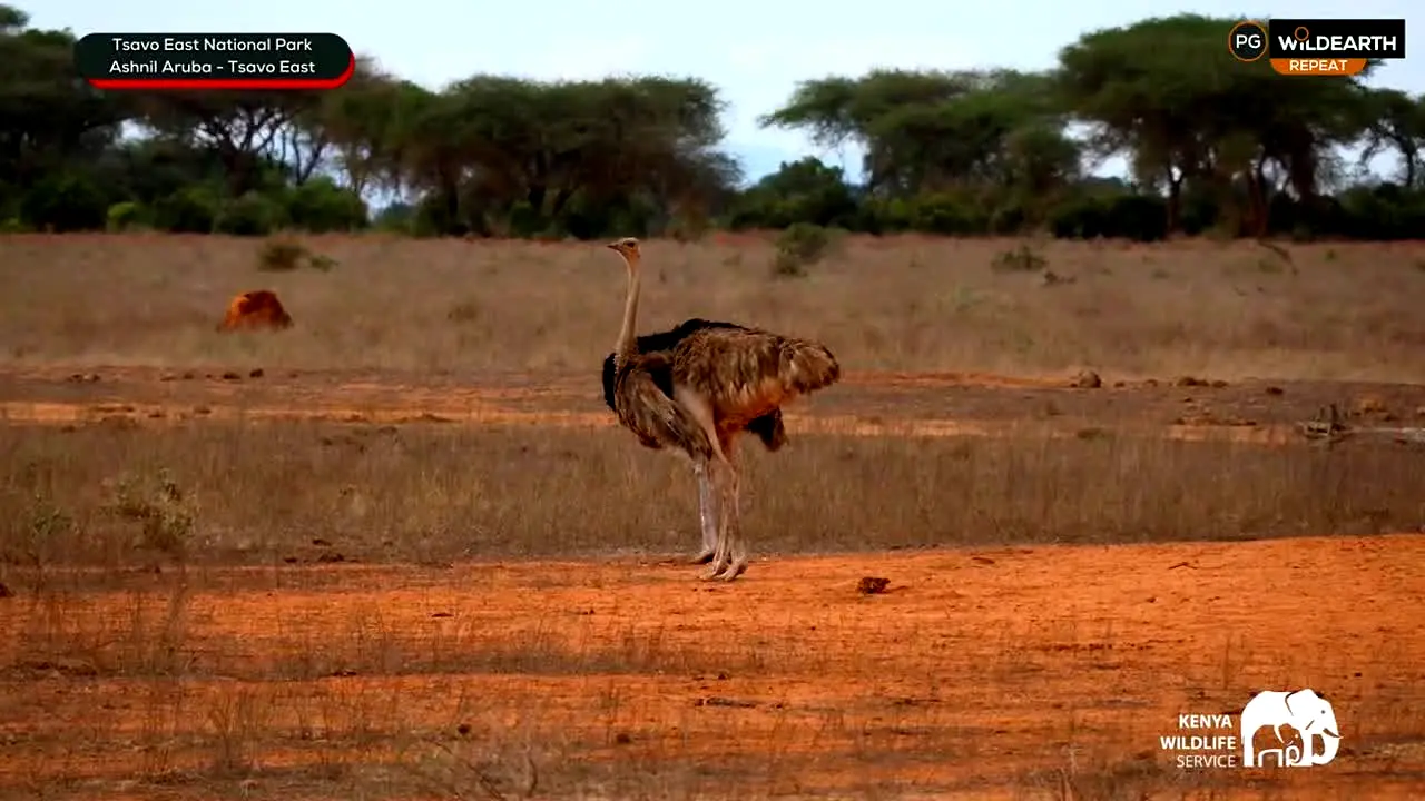 WildEarth na żywo