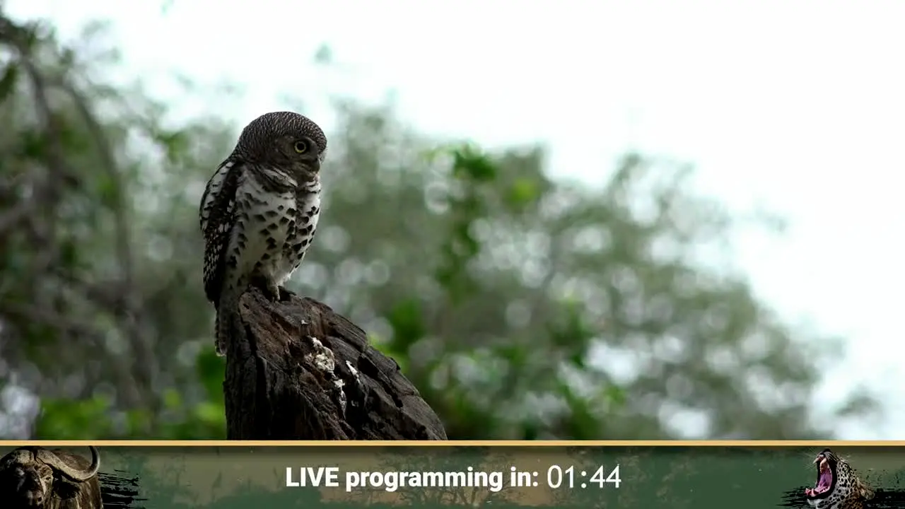 WildEarth live