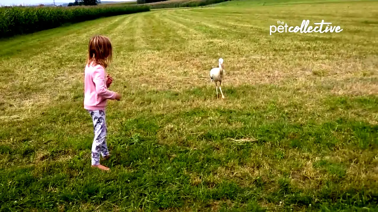 The Pet Collective International live