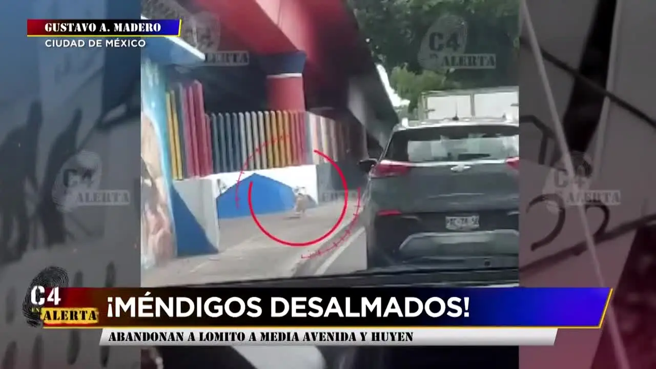 C4 en Alerta na żywo