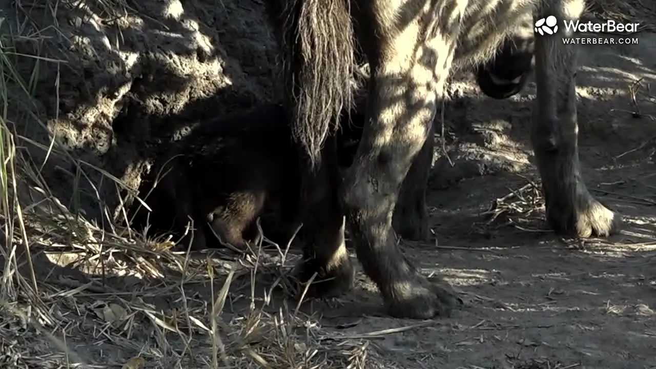 Waterbear in diretta