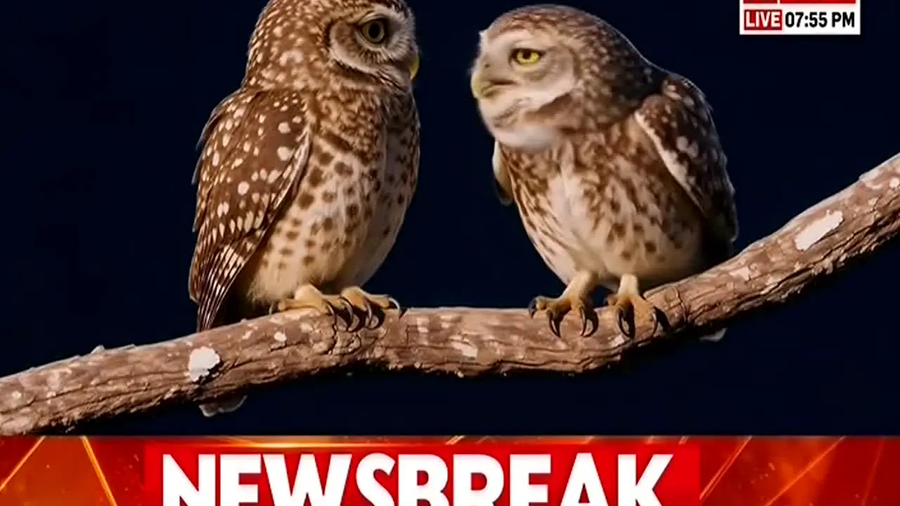 Republic Bangla in diretta