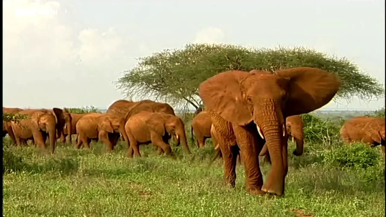 BBC Earth live