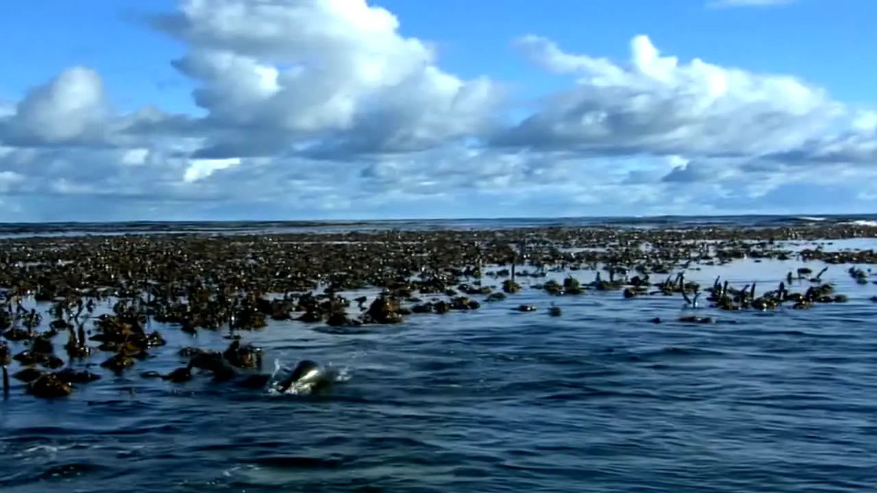 BBC Earth live