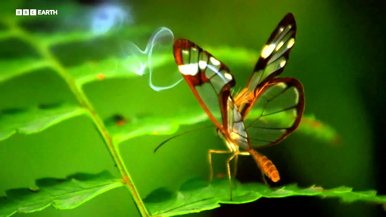 BBC Earth en vivo