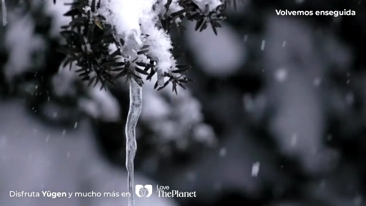 Love The Planet live