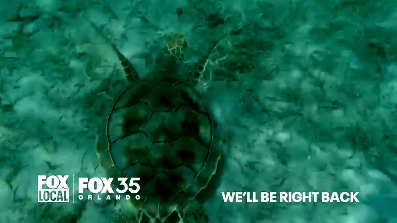 FOX LOCAL Orlando in diretta