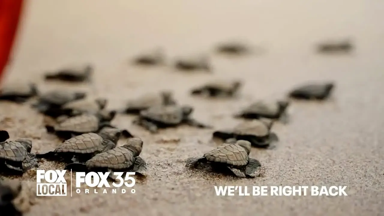 FOX LOCAL Orlando live