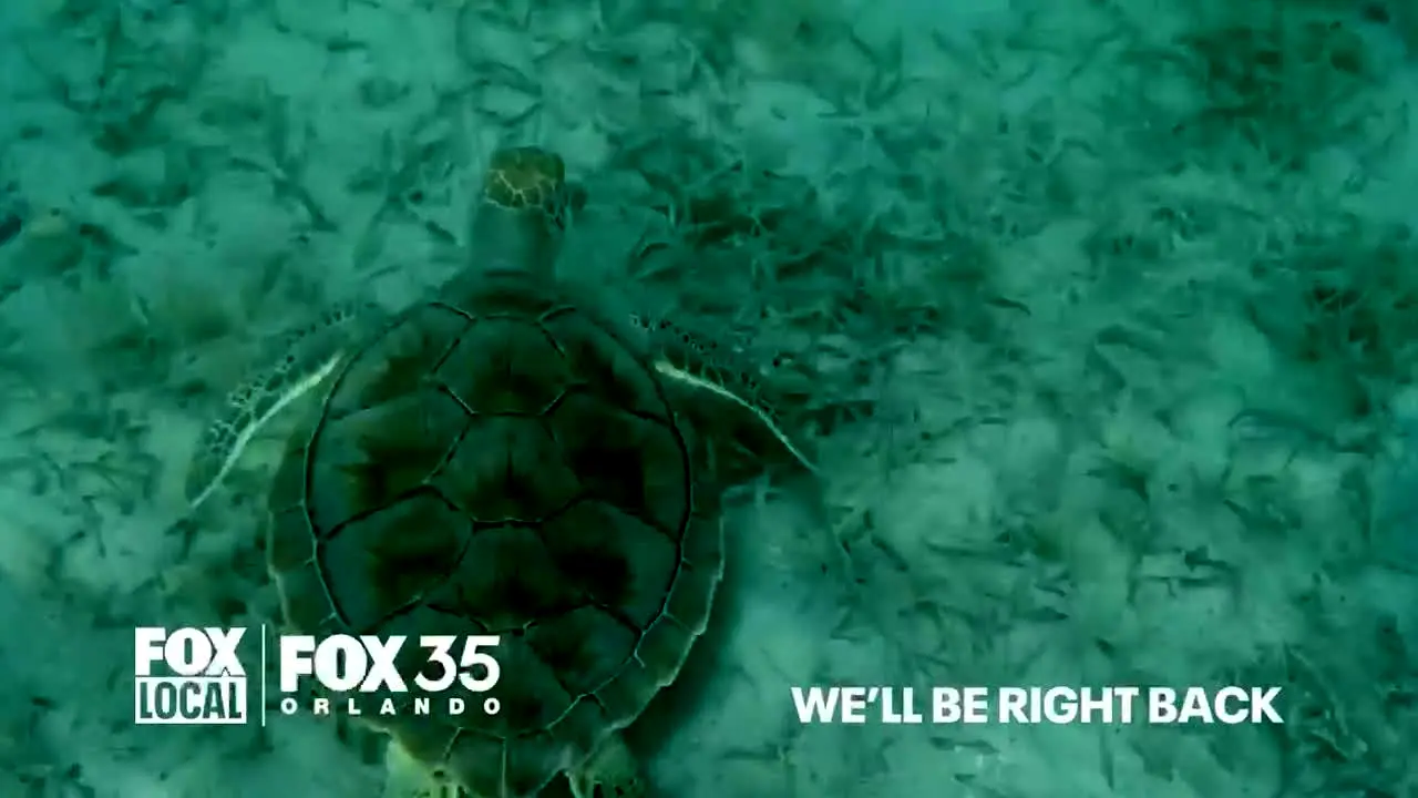 FOX LOCAL Orlando na żywo