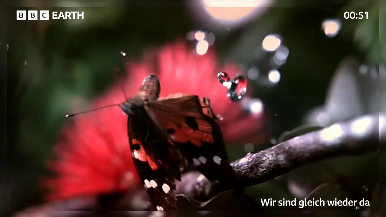 BBC Earth ao vivo