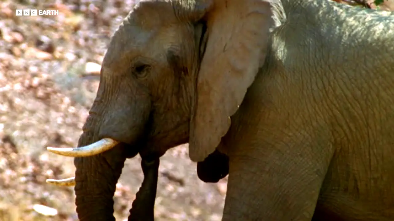 BBC Earth live