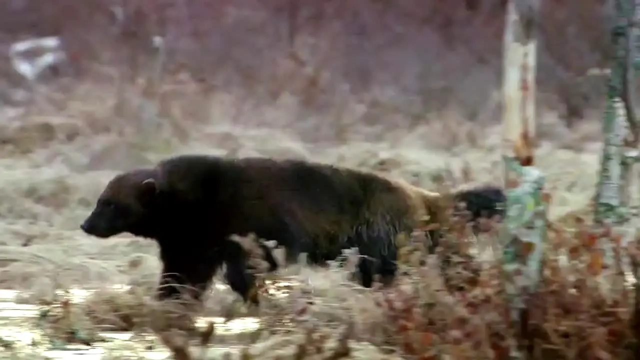 Tierwelt na żywo