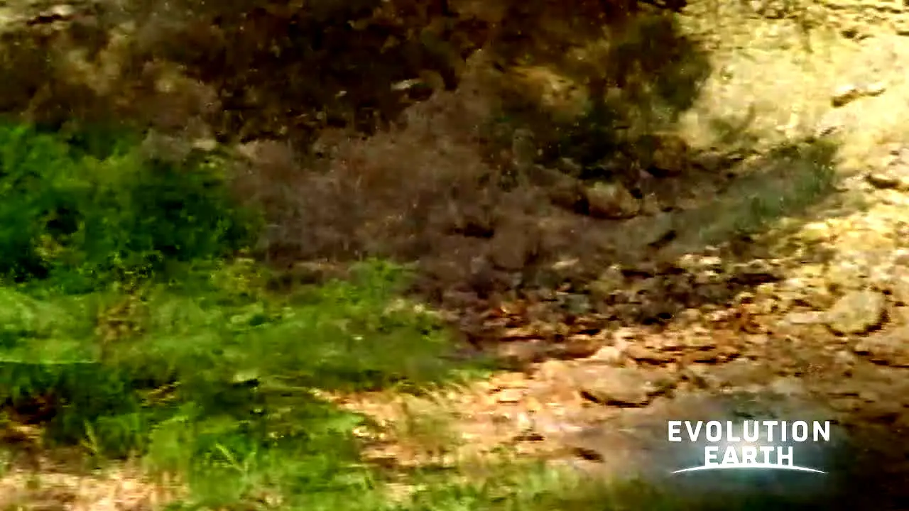 Evolution Earth live