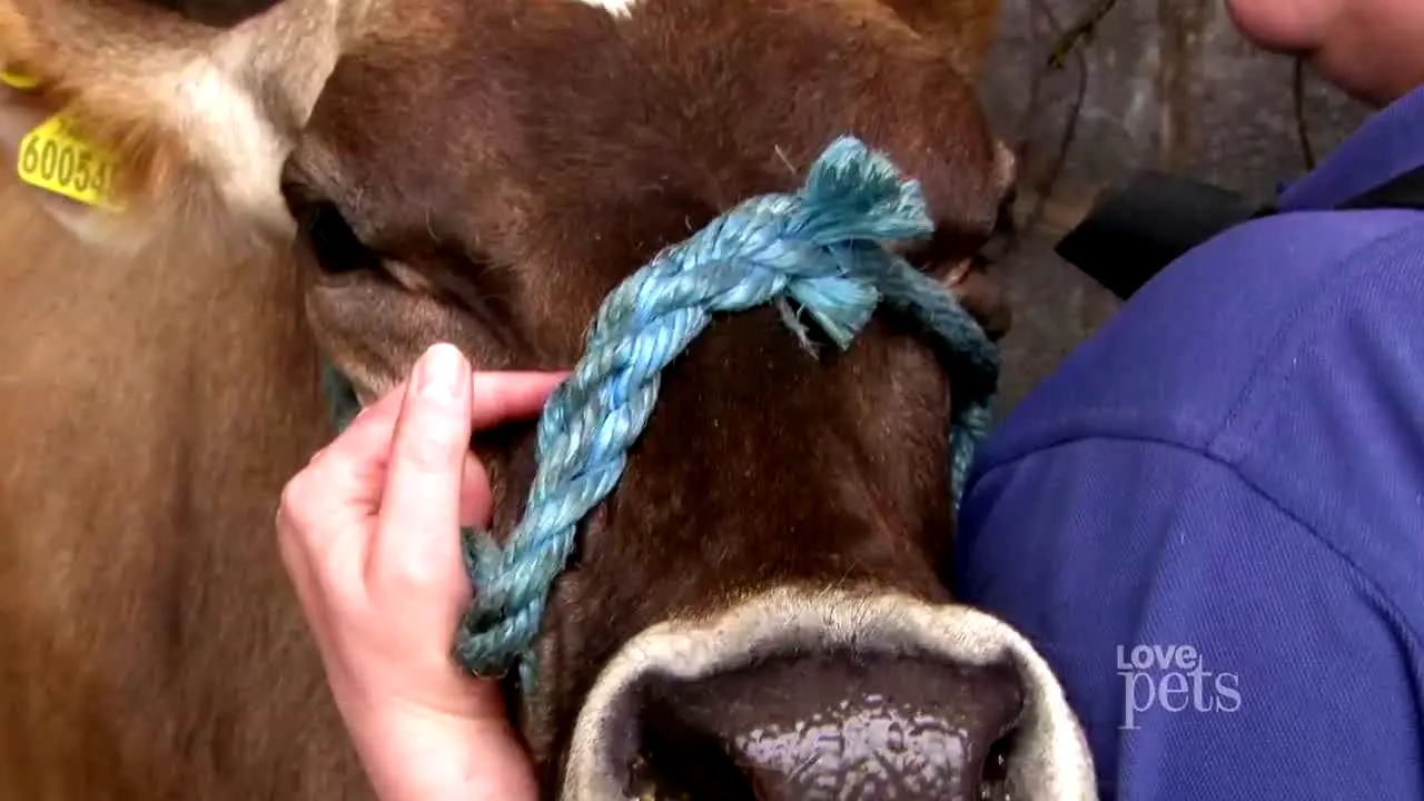 Love Pets in diretta