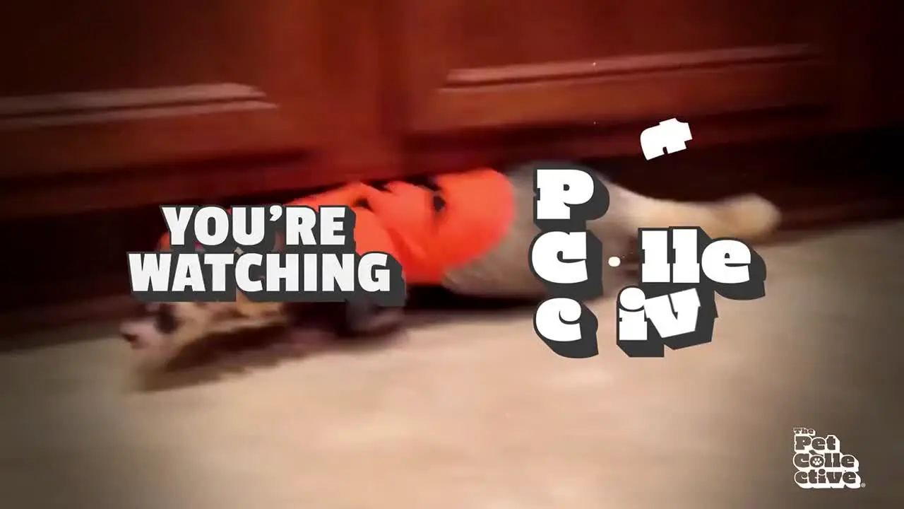 The Pet Collective live