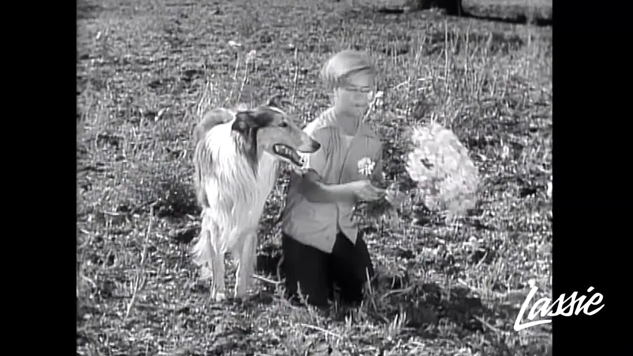 Lassie live