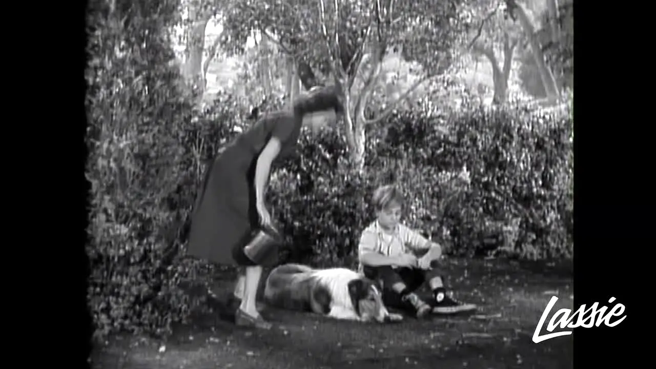 Lassie na żywo