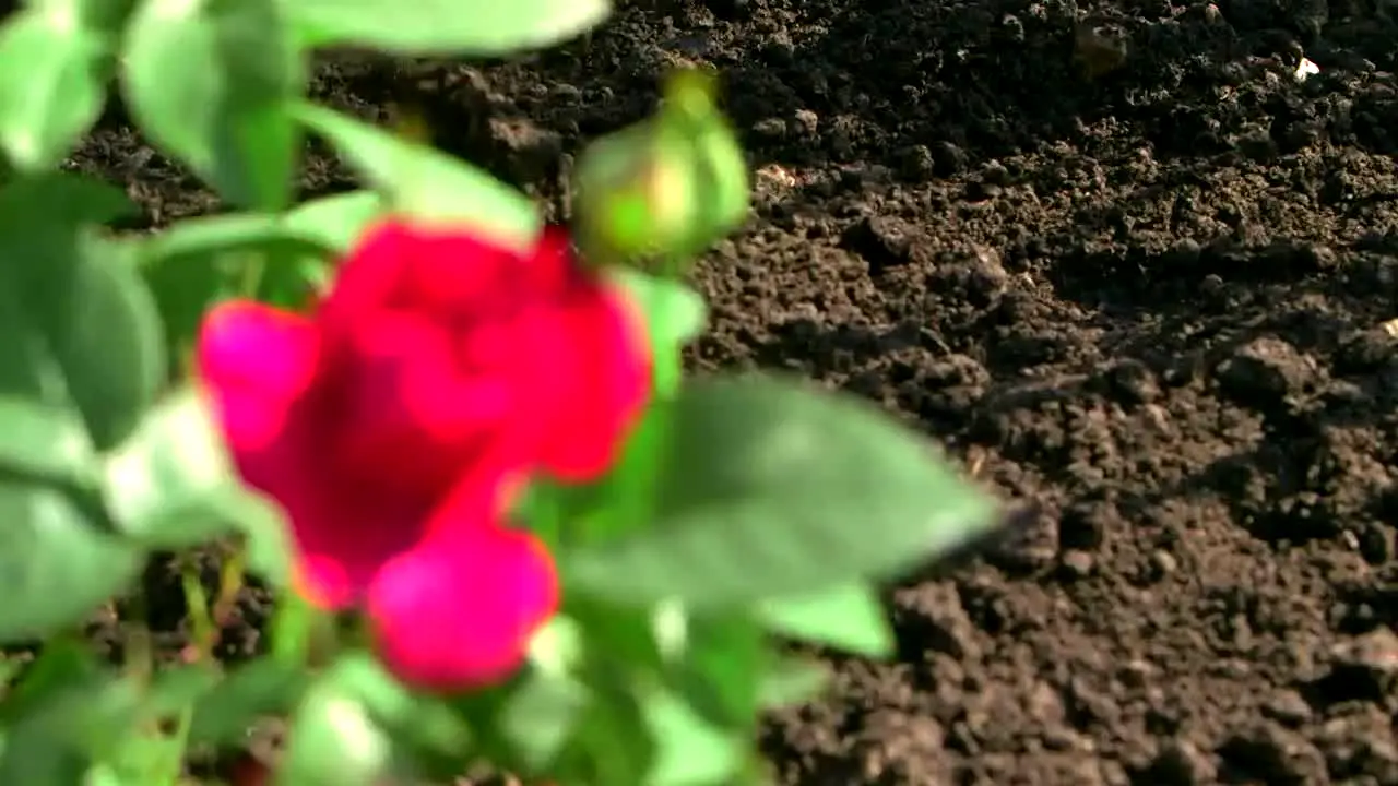 Gardeners' World in diretta