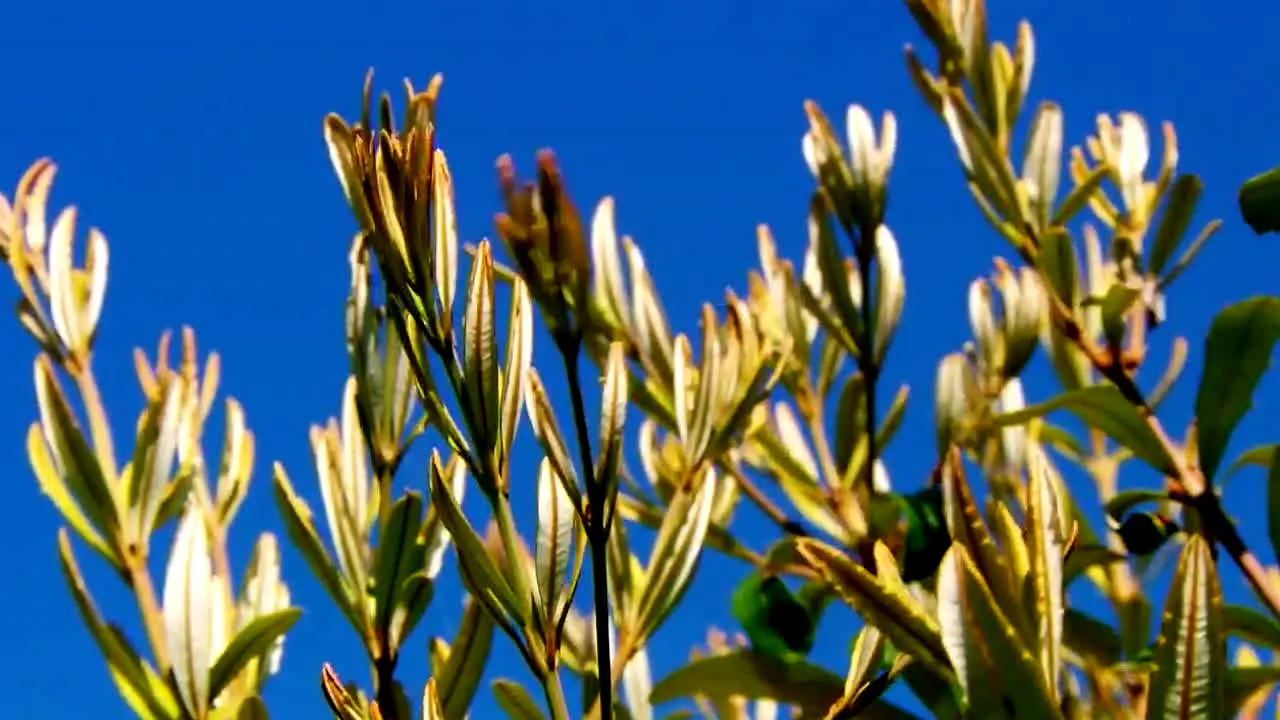 Gardeners' World live