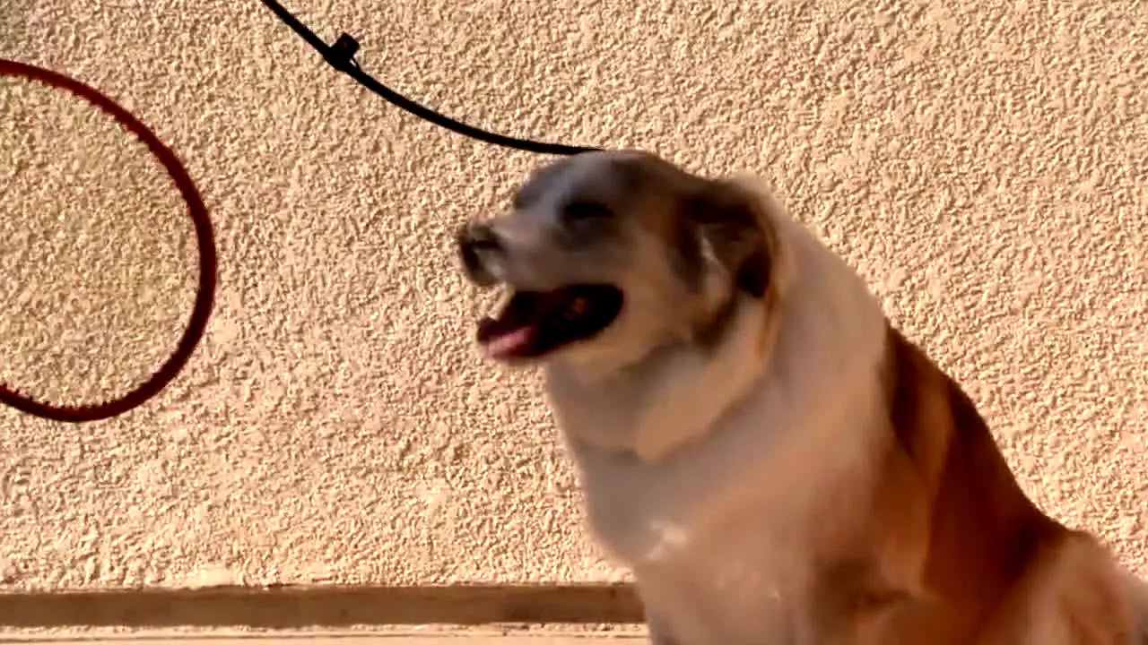 El encantador de perros live