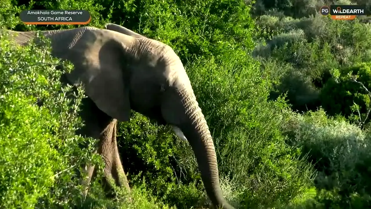 WildEarth live