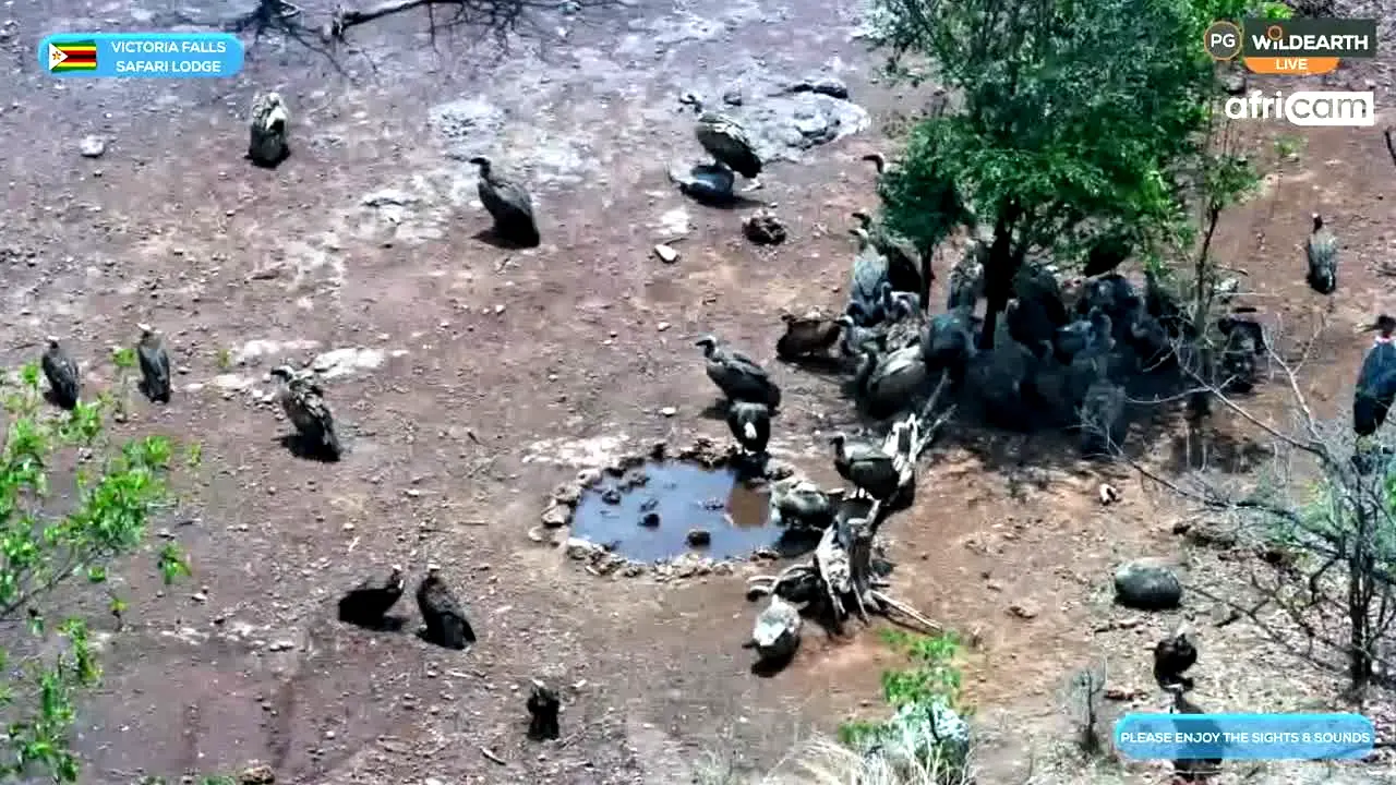 WildEarth live