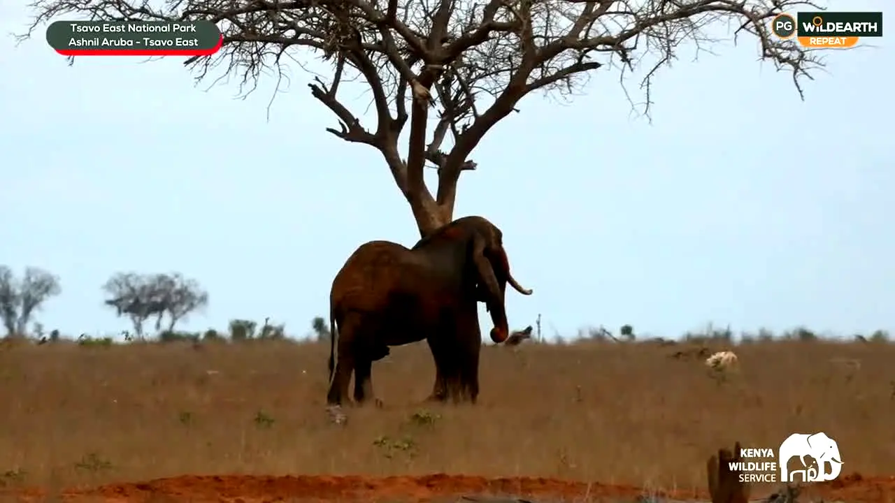 WildEarth live