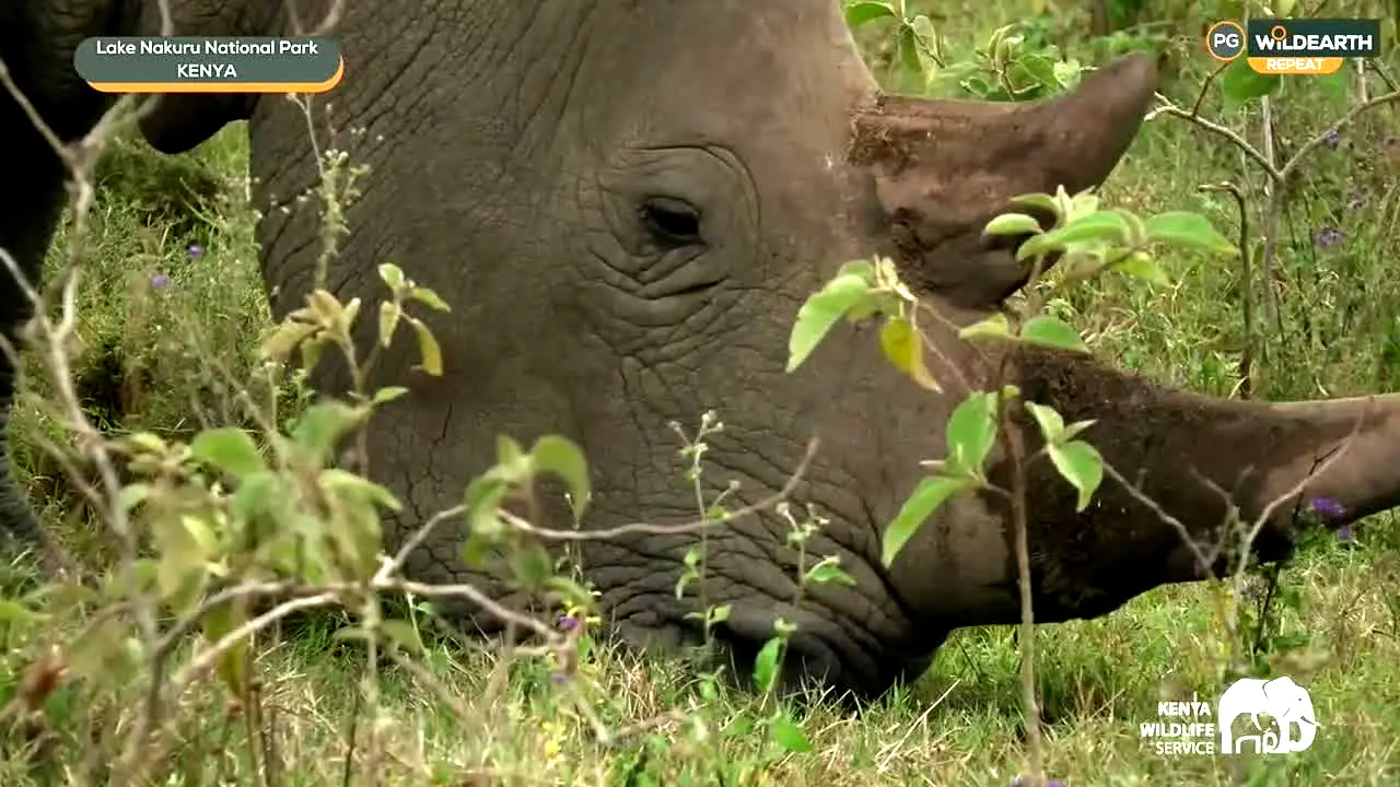 WildEarth en direct