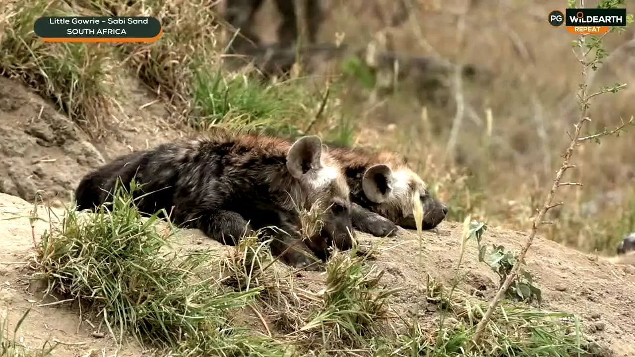 WildEarth live