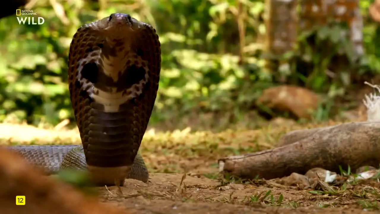 National Geographic Wild live