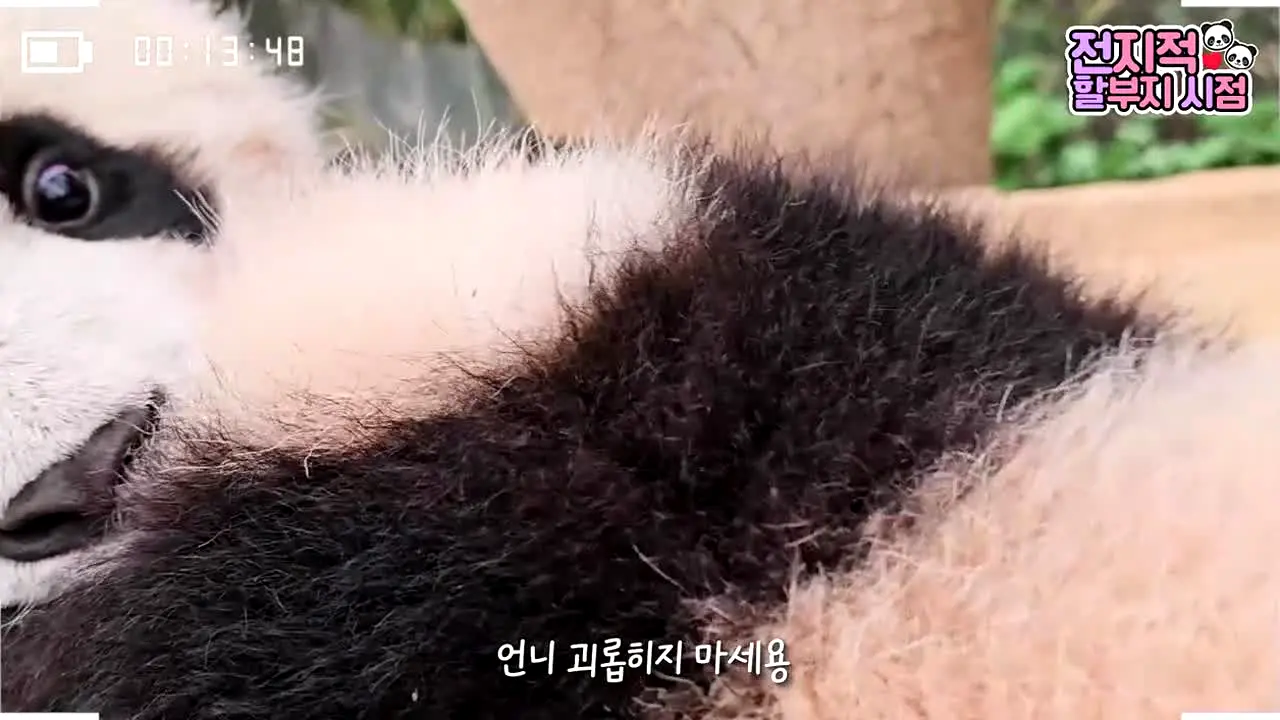 바오패밀리 live