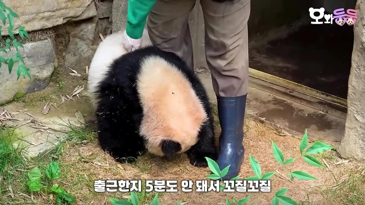 바오패밀리 en vivo