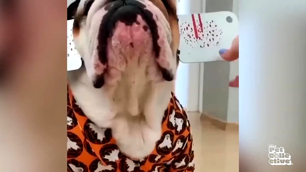 The Pet Collective live