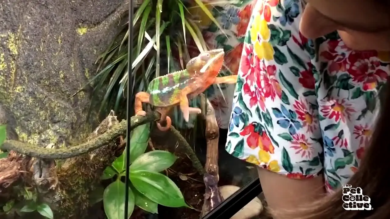 The Pet Collective live