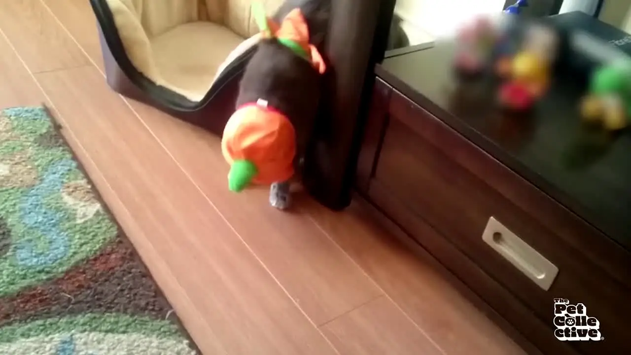 The Pet Collective in diretta