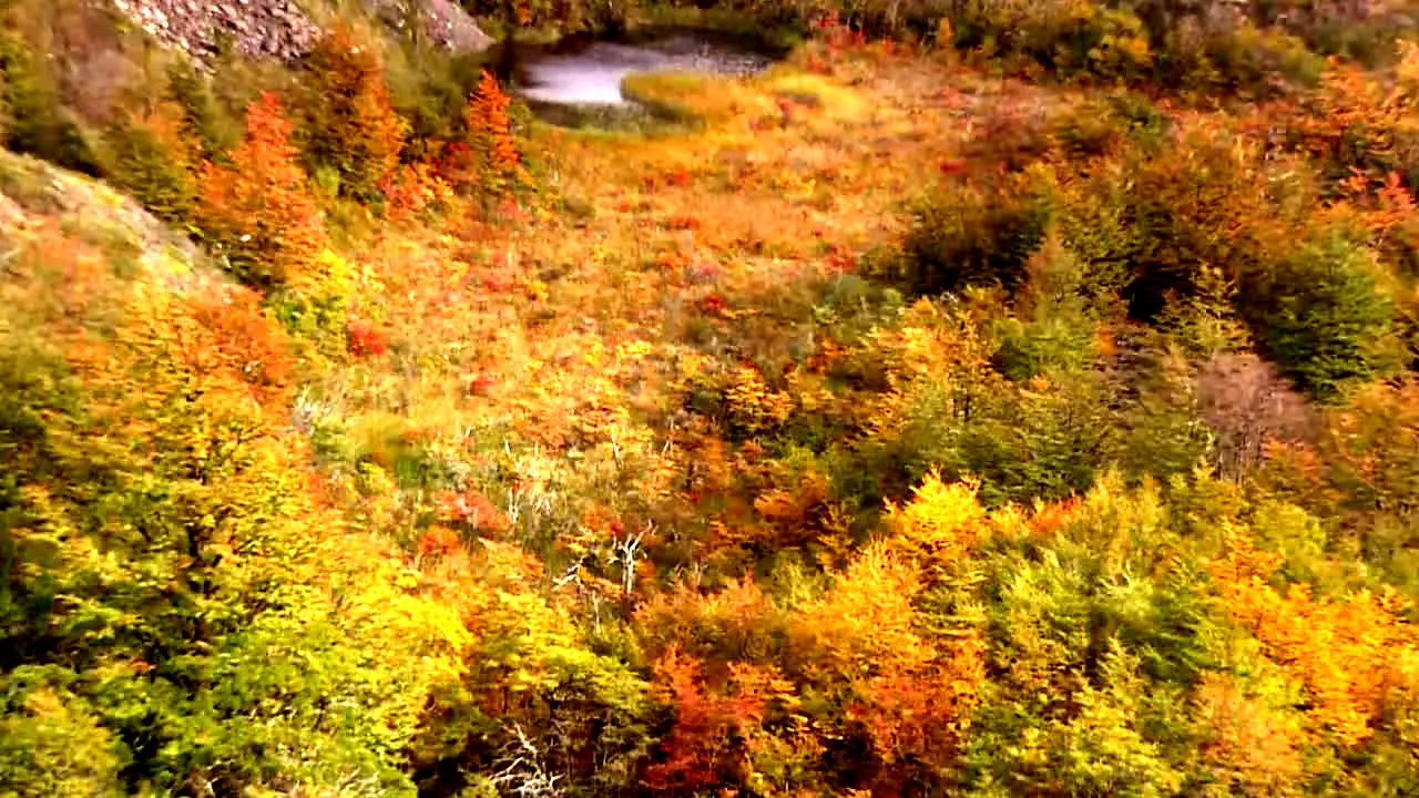 NatureVision live