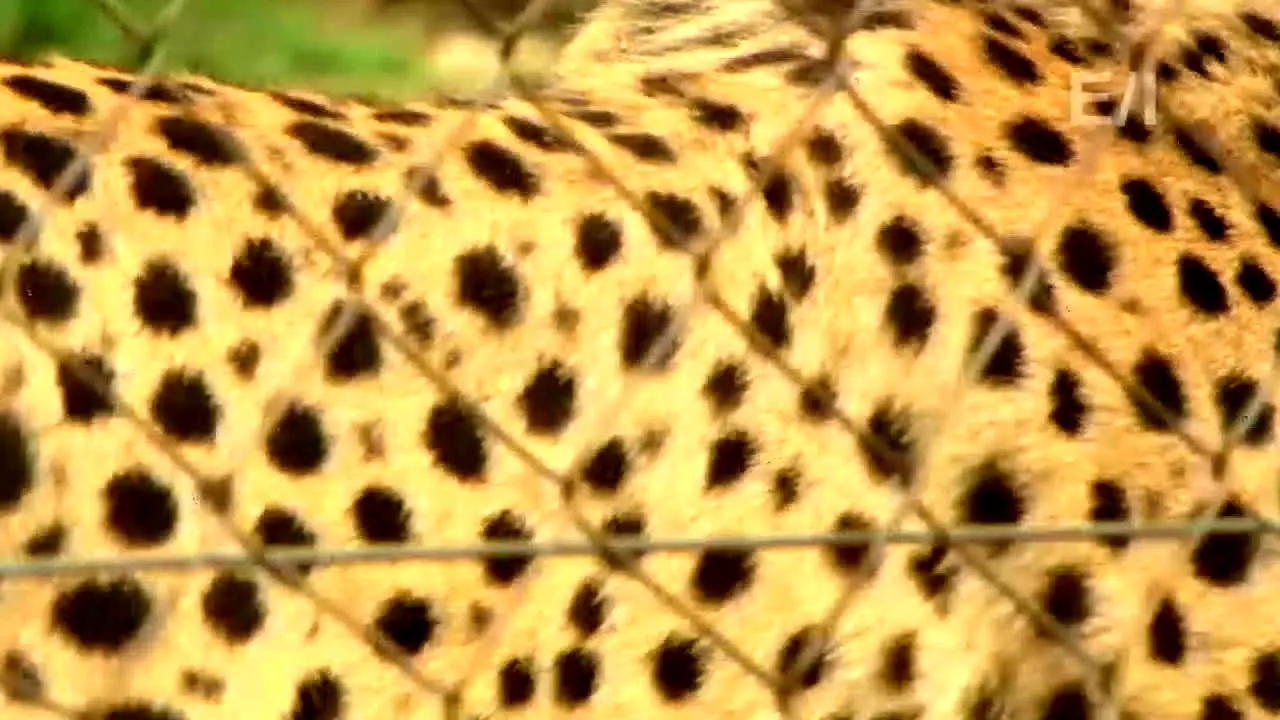 Jack Hanna in diretta
