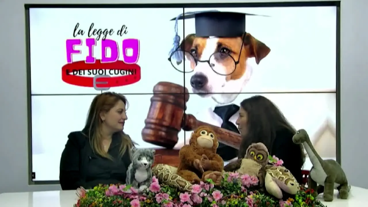 RTC Quarta Rete live