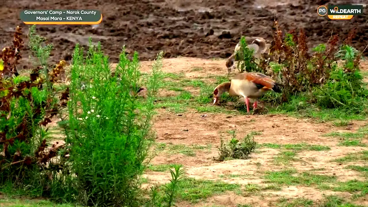 WildEarth in diretta