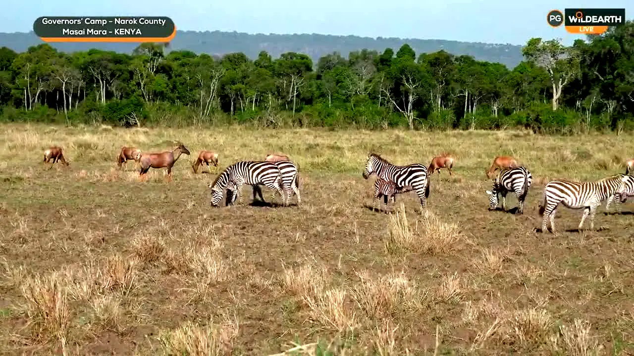 WildEarth — прямой эфир