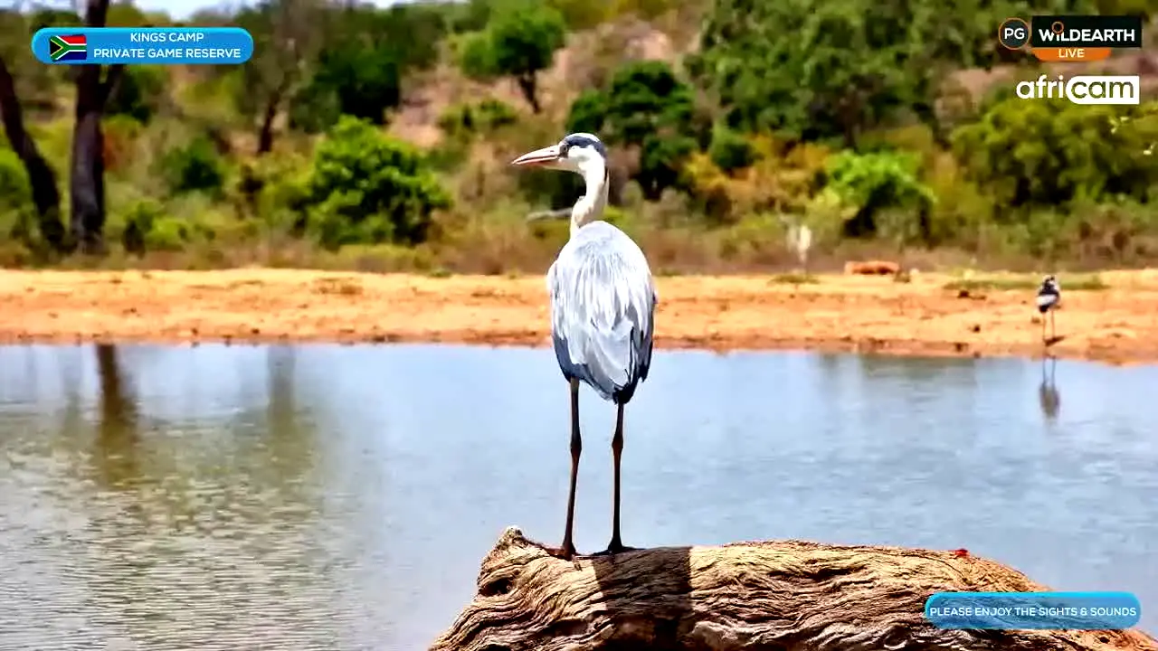 WildEarth live
