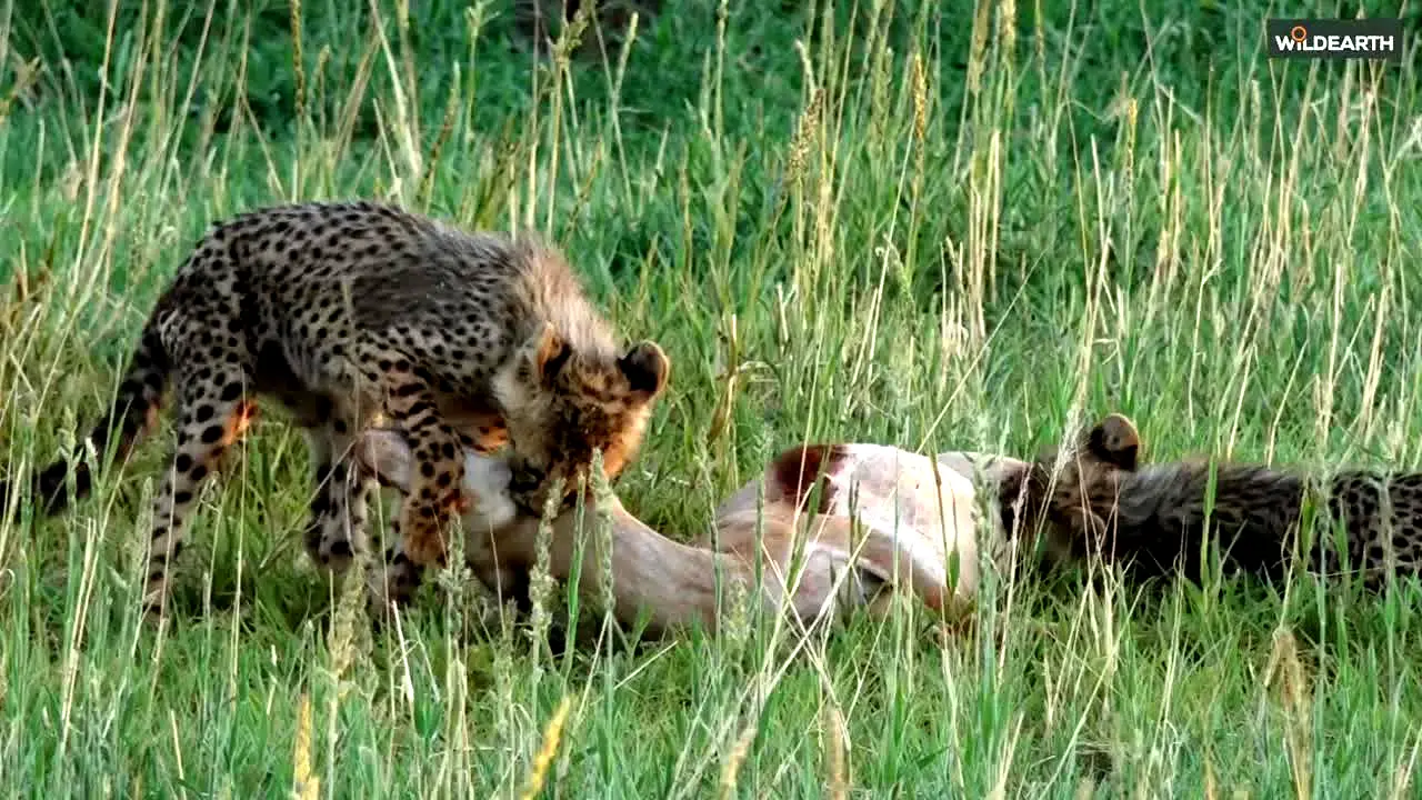 WildEarth en direct