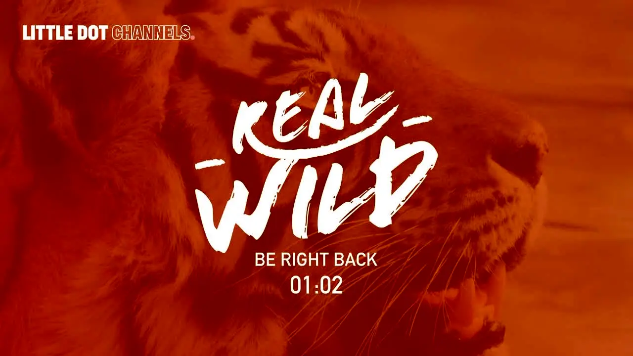Real Wild live