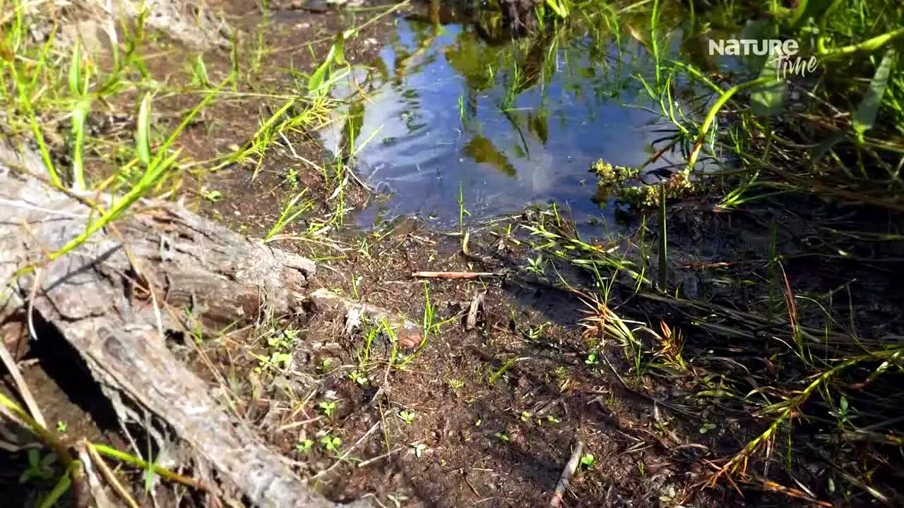 NatureTime [FR] live