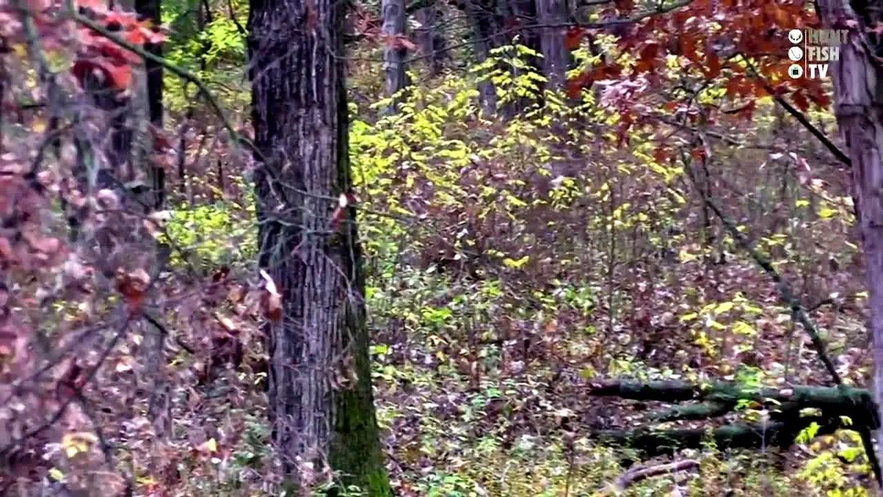 Hunt Fish TV live