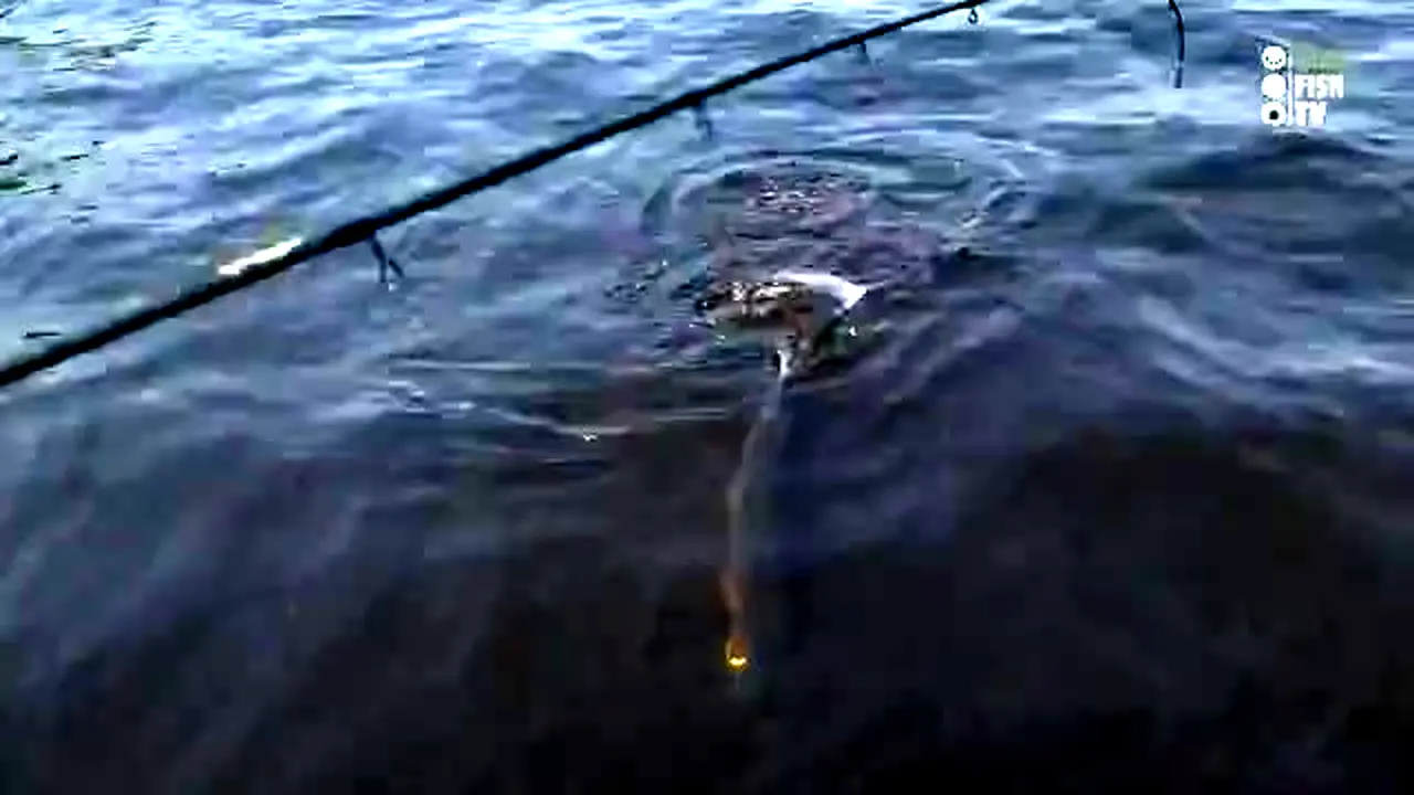 Hunt Fish TV live