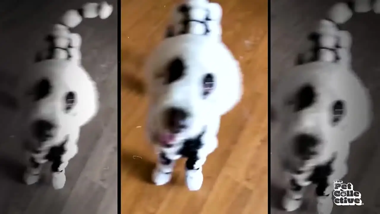 The Pet Collective live